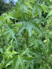 Liquidambar styraciflua