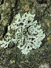 Physcia dimidiata