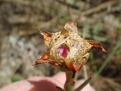 Lampranthus tenuifolius
