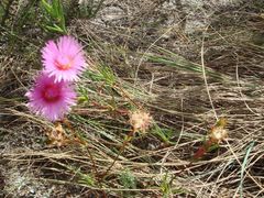 Lampranthus tenuifolius