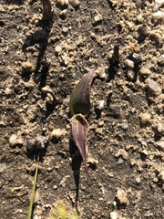 Cyanella