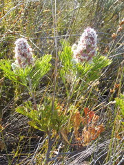 Paranomus abrotanifolius