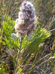 Paranomus abrotanifolius