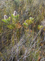 Paranomus abrotanifolius