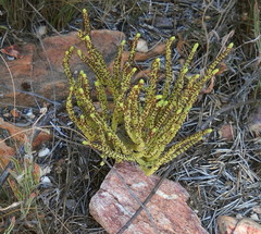Crassula muscosa muscosa