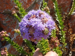 Pseudoselago pulchra