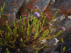 Pseudoselago pulchra
