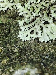 Physcia dimidiata