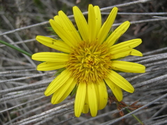 Cullumia carlinoides