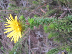 Cullumia carlinoides