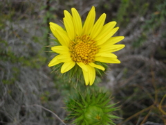 Cullumia carlinoides