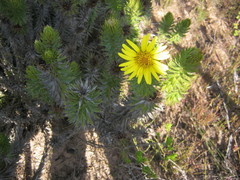 Cullumia carlinoides
