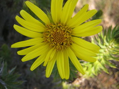 Cullumia carlinoides