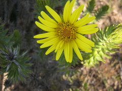 Cullumia carlinoides