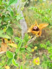 Cistus salviifolius