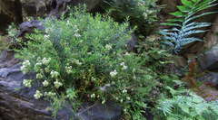 Erica ixanthera