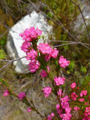 Erica bracteolaris