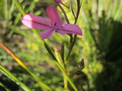 Disa gladioliflora gladioliflora