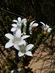 Roella arenaria