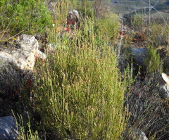 Dicerothamnus adpressus