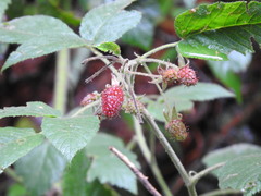 Rubus liebmannii