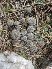 Gymnocalycium bruchii