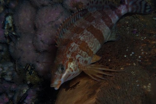 Cheilodactylus fasciatus