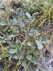 Cotoneaster uniflorus