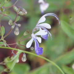 Trichostema arizonicum