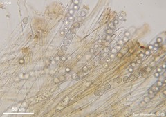 Plicariella flavovirens