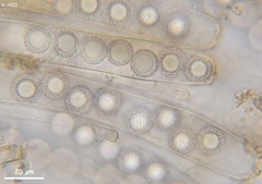 Plicariella flavovirens