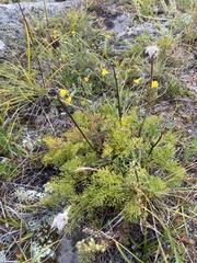 Pulsatilla tenuiloba