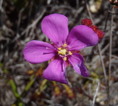 Drosera glabripes