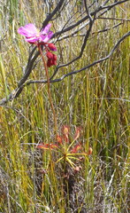 Drosera glabripes