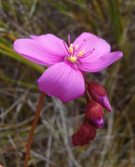 Drosera glabripes