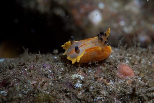 Polycera namaquae