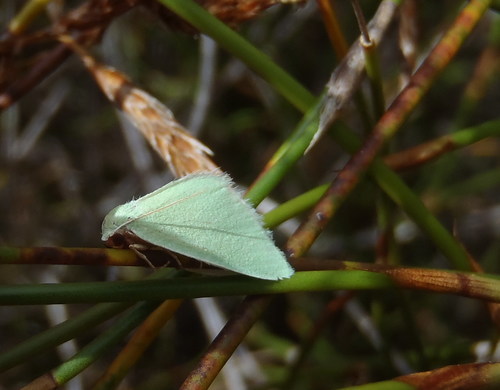 Rhadinomphax