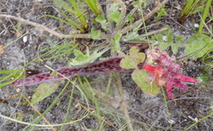 Lachenalia bulbifera
