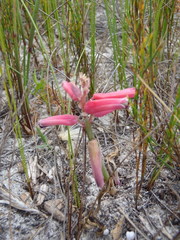 Lachenalia bulbifera