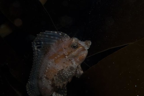 Congiopodus spinifer