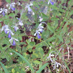 Trichostema arizonicum