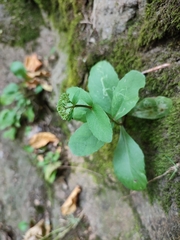 Hylotelephium maximum maximum