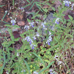 Trichostema arizonicum