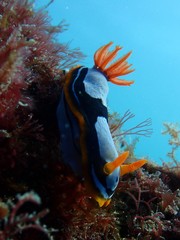 Chromodoris westraliensis