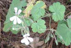 Pelargonium album