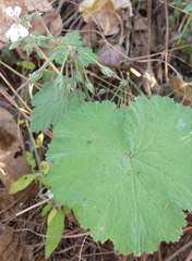 Pelargonium album