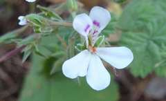 Pelargonium album