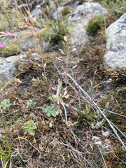 Noccaea cochleariformis