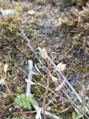 Noccaea cochleariformis