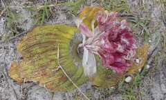 Massonia pustulata